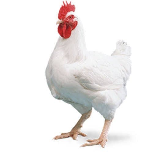 Live Broiler Chicken
