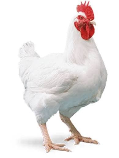 Live Broiler Chicken