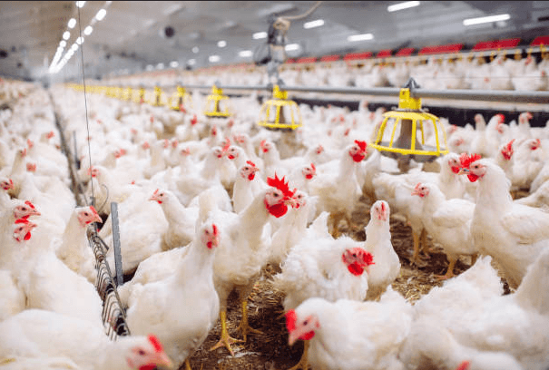live broiler chickens